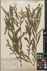 Foto von Salix purpurea L.